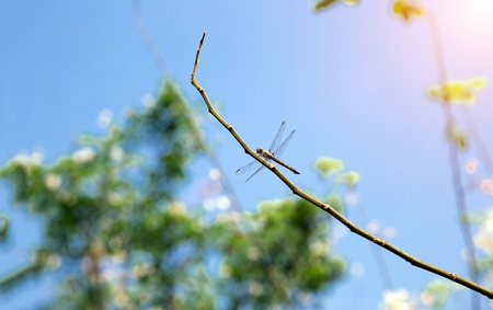 dragonfly insect catching branch of tree on blue sky in summer season. Naturale life conceptの写真素材