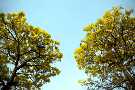 Silver trumpet tree, Tree of gold, Paraguayan silver trumpet tree. Blooming yellow flower on summer season in Thailandの写真素材