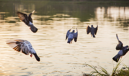 flying bird to fishing on water at sunset time. nature relax backgroundの写真素材