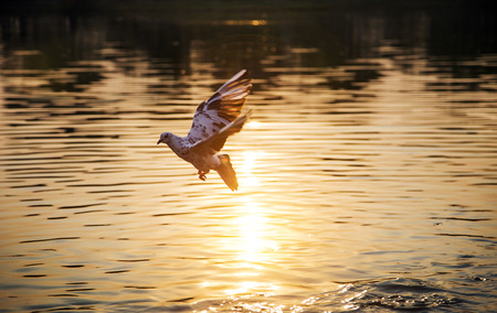 flying bird to fishing on water at sunset time. nature relax backgroundの写真素材