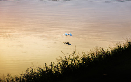 flying bird on water at sunset time. nature relax backgroundの写真素材