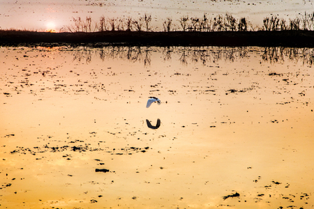 beautyful sunset with flying bird on water rice field at sunset time. nature relax background conceptの写真素材