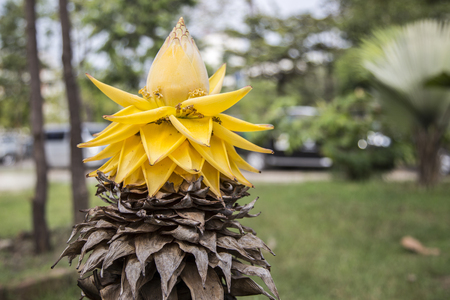 Closeup new born of golden lotus banana tree. Beauty in natural.の写真素材