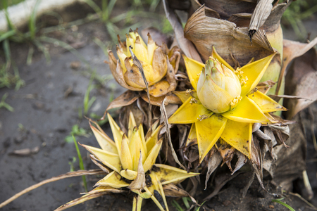 Closeup new born of golden lotus banana tree. Beauty in natural.の写真素材