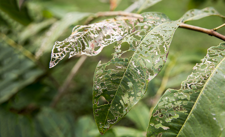 Art of natural concept. Hole on green leaf from larva. Green leaf is food for warm and bug in natural.の写真素材