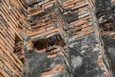 black bird with green leaf stying on old brick. Survival nature conceptの写真素材