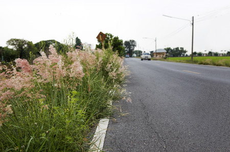 spring flower roadside to country for tourism. Beautyful nature in travel.の写真素材