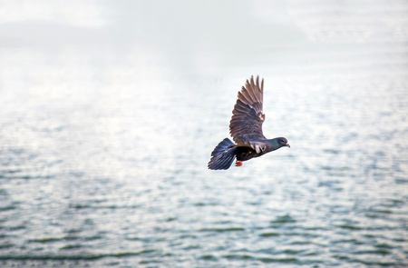 bird flying on water at sunset for background. Beauty of natureの写真素材