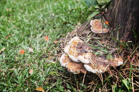 close up big mushroom on wood log on grass groundの写真素材