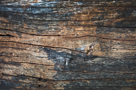close up abstract wood surface background. beauty in natureの写真素材
