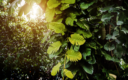 big leafe ivy housplant on giant tree in jungle. Beauty in nature.の写真素材