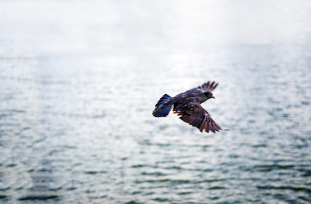 flying bird on water sea with relax nature. Freedom concept from flying animal.の写真素材