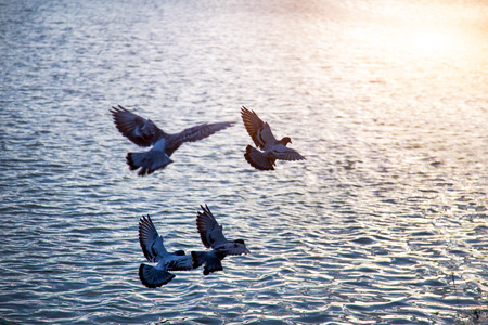 bird flying on water at sunset for background. Beauty of natureの写真素材