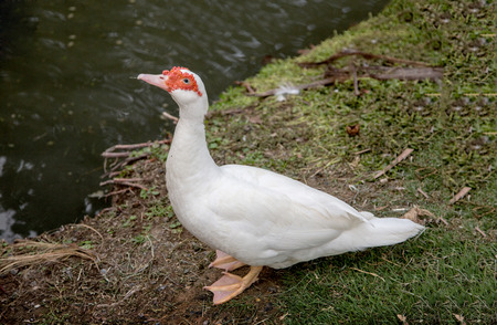 white duck looking up on farm. Cute animal conceptの写真素材
