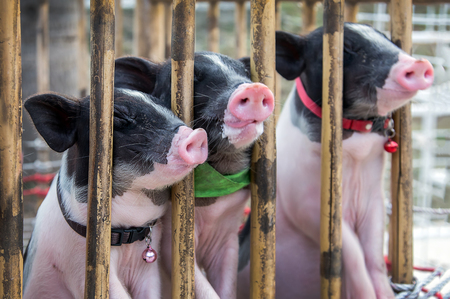 baby cute black pig on wood cage from top view.の写真素材