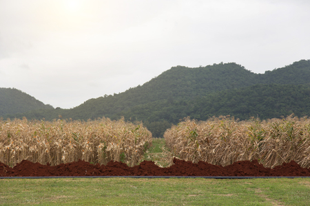 landscape prepare soild for corn field  agriculture and mountainの写真素材
