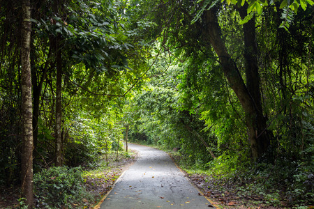 road way to the jungle rain forest in Thailandの写真素材