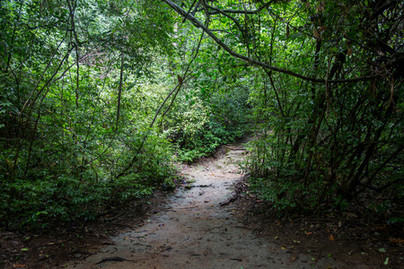 walking way off road to the jungle rain forest in Thailandの写真素材