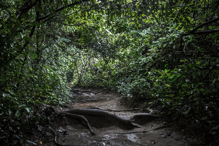 walking way off road to the jungle rain forest in Thailandの写真素材