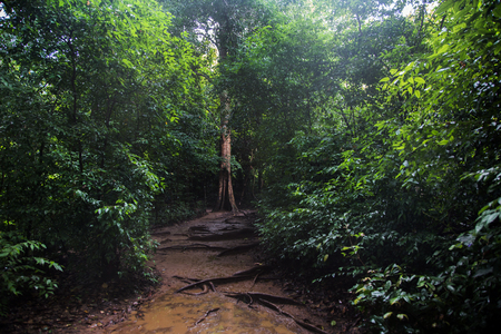 walking way off road to the jungle rain forest in Thailandの写真素材