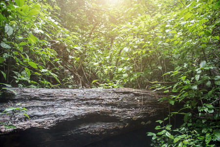 wet wood in rain forest natural background conceptの写真素材