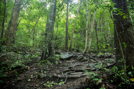 green ivy on green grass in morning light . Green natural background conceptの写真素材