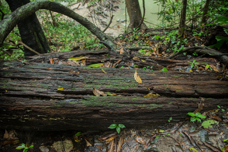 wet wood in rain forest natural background conceptの写真素材