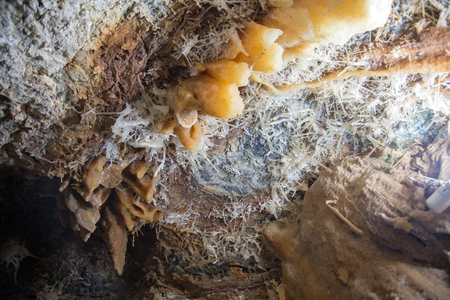 Stalactites and stalagmites stone undergroound cave in Thailand mountain. Beauty in nature concept.の写真素材