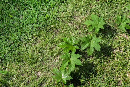 green ivy on green grass in morning light . Green natural background conceptの写真素材