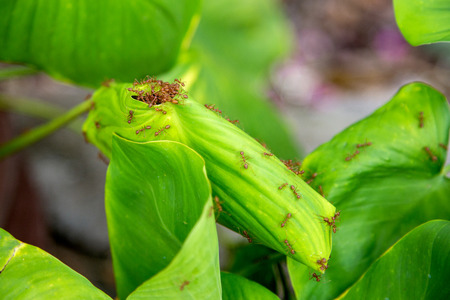 close up red ant making new home with green leafの写真素材