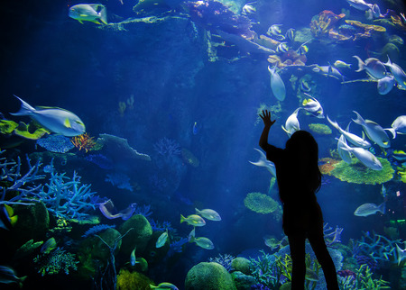 silhouette back of kids look up on underwater aquarium with fish and coralの写真素材