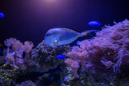 blue fish swimming in dark water aquarium. marine life conceptの写真素材