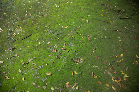 green moss on ground in forest jungle. Beauty in nature backgroundの写真素材