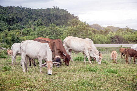 cow farming on hill of mountain in rainning morningの写真素材