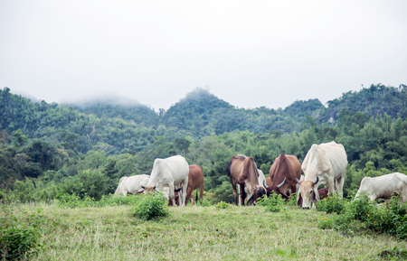 cow farming on hill of mountain in rainning morningの写真素材