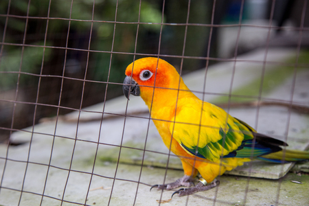 cute parrot bird in cage at zoo. wild life animal being pet.の写真素材