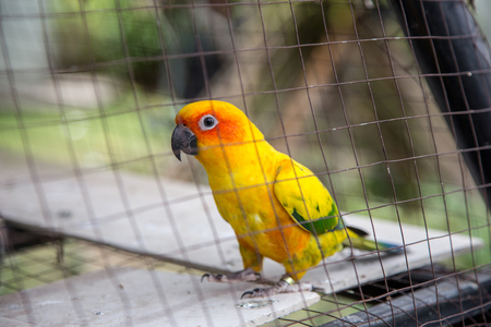 cute parrot bird in cage at zoo. wild life animal being pet.の写真素材