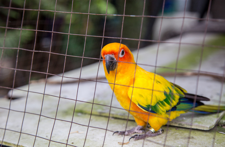 cute parrot bird in cage at zoo. wild life animal being pet.の写真素材
