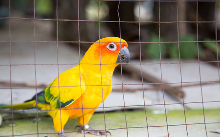 cute parrot bird in cage at zoo. wild life animal being pet.の写真素材