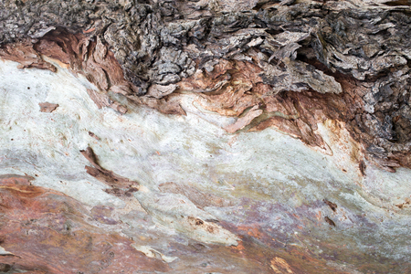 close up cortext of tree for nature backgroundの写真素材