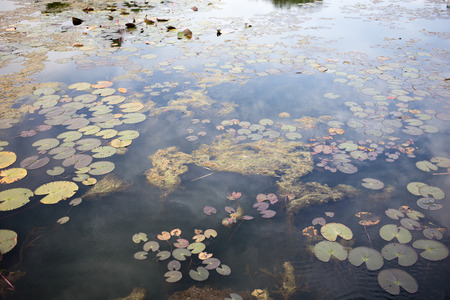 lotus flower and leaf on water pond from top viewの写真素材