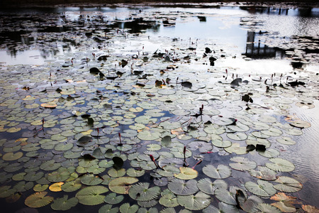 lotus flower and leaf on water pond from top viewの写真素材