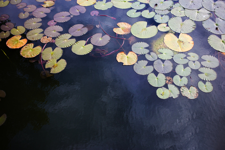 close up lotus flower and leaf on water pond from top viewの写真素材