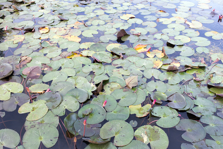 close up lotus flower and leaf on water pond from top viewの写真素材