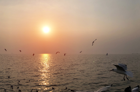 bird back home in sunset on horizental of ocean side. Beauty in nature conceptの写真素材