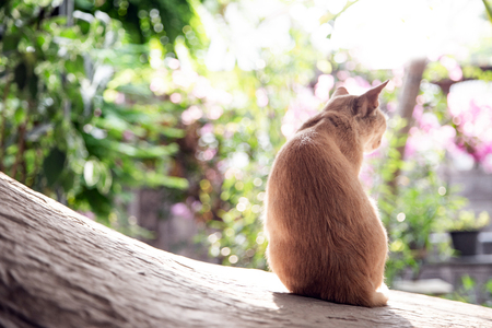 alone kitty stray cat sit on car in morning light.の写真素材