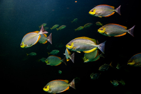 colorful fish swimming underwater ocean waterの写真素材