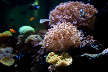 tree in aquarium with fish dark backgroundの写真素材