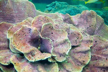 coral underwater in aquarium sealife photoの写真素材
