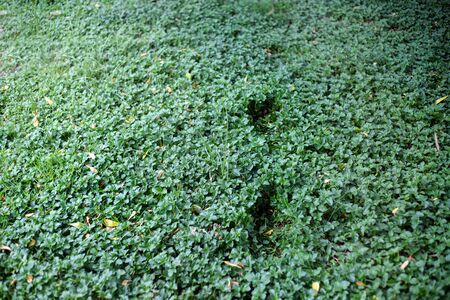 abstract footprint on green ivy in natural park. Adventure in nature conceptの写真素材